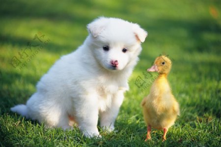 可爱的小狗与小鸭子图片