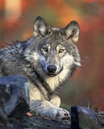 自然动物狼荒野野生捕食者猎人野生动物
