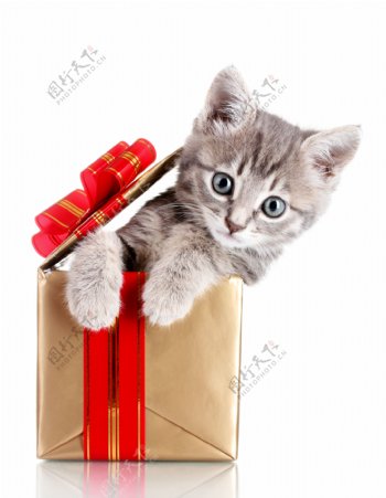 礼物里的小猫图片