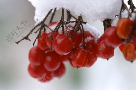 水果与白雪图片
