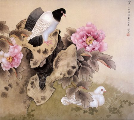 鸽子与花卉图片