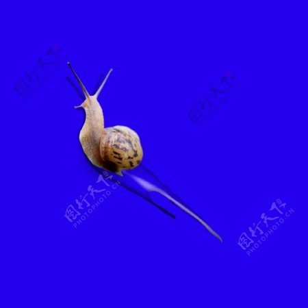 蜗牛水珠