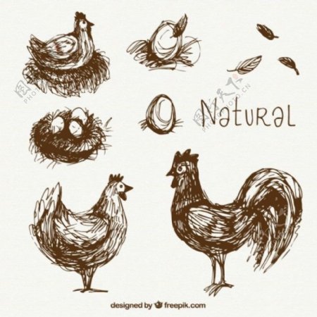 手工绘制的天然母鸡