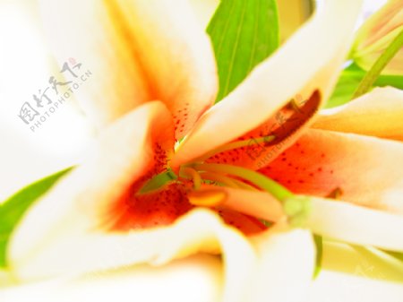 美丽葵百合花卉图片
