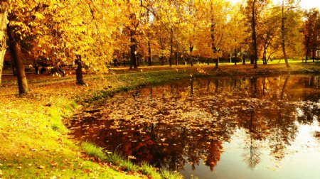 美丽的秋天树木景色图片