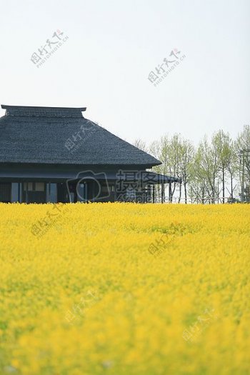 黑屋子旁的黄色花瓣花
