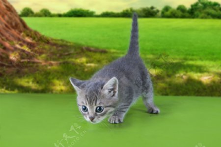 草地上行走的小猫图片