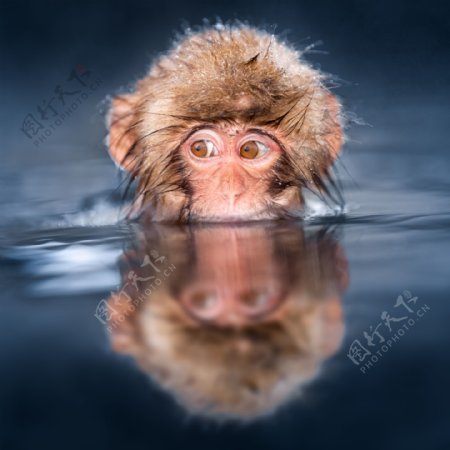 水里游泳的猴子图片