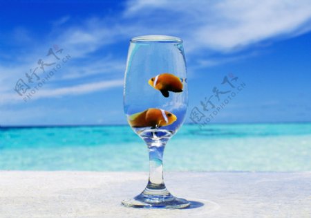 水晶玻璃杯里的金鱼图片