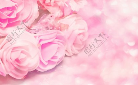 粉红色梦幻光斑玫瑰花图片