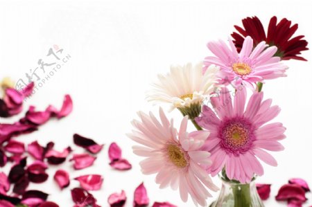 粉色花瓣与粉色菊花图片