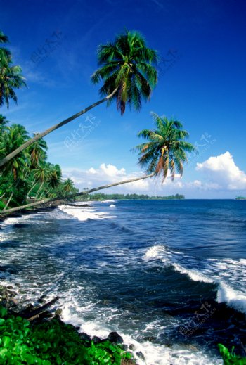 椰树与海浪图片