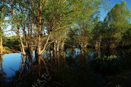 水上树森景观图片图片