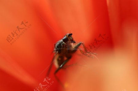 蜜蜂昆虫飞特写镜头