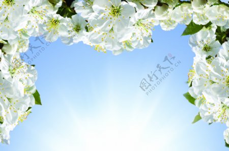 蓝天梨花图片