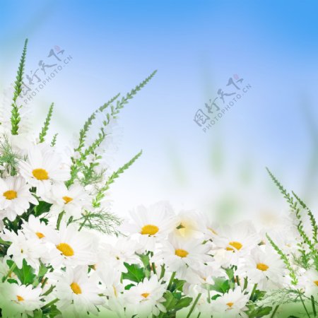 白色小菊花图片
