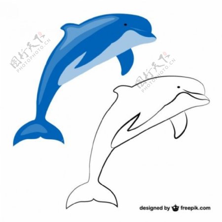 蓝白海豚