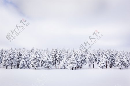 冬天树木风景图片