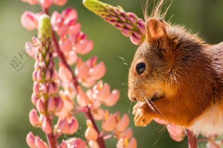 植物花朵与松鼠图片