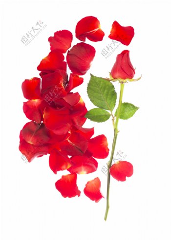 一枝玫瑰花与花瓣图片