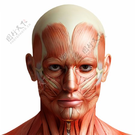 男性头部肌肉组织图片