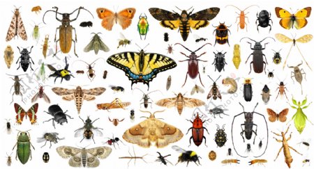 各种昆虫动物摄影图片