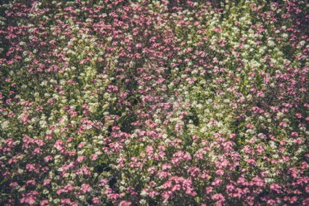 粉红色的花瓣花绿色旁瓣花