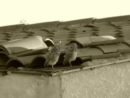 自然鸟夫妇屋顶动物棕褐色野生动物单色斑点城市野生动物猫头鹰