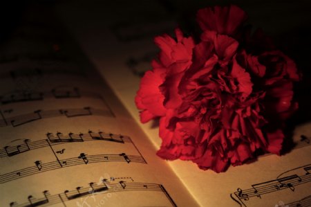 音乐书上红色花朵图片