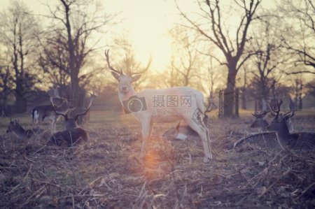 夕阳树木鹿