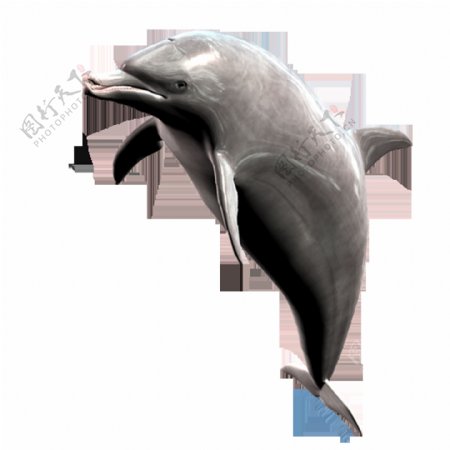 高清唯美海豚绘画素材