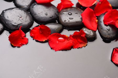 石子和玫瑰花瓣图片