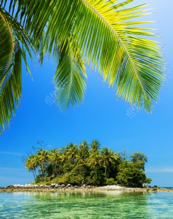 椰树岛屿风景图片