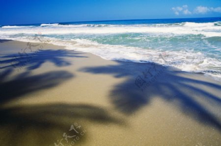 海浪冲刷着椰子树的影子图片图片