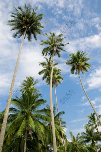 蓝天椰子树摄影图片
