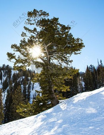 雪太阳冬天山树闪耀