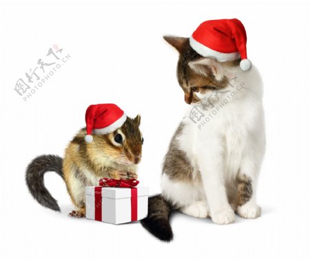 可爱圣诞节礼物和猫和老鼠图片