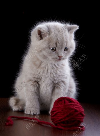 小猫与毛线团图片
