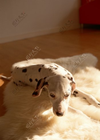 斑点狗图片