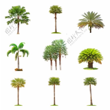 各种椰树图片