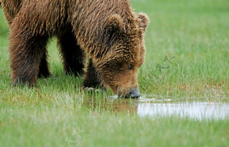 喝水的棕熊图片