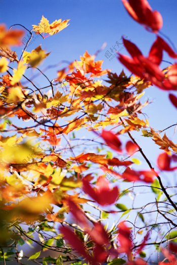 秋天红叶摄影图片