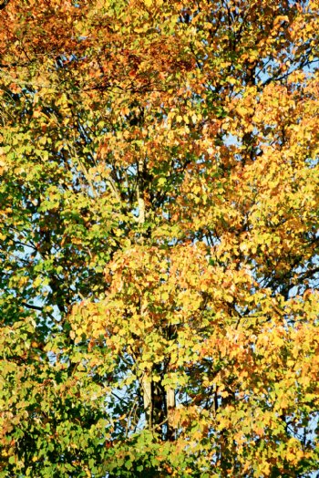 秋天树叶背景摄影图片