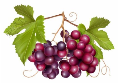 葡萄与葡萄酒元素矢量图素材