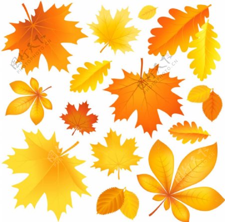 美丽的秋天的树叶矢量素材