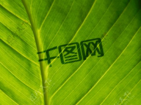 植物叶子背景logo展示样机