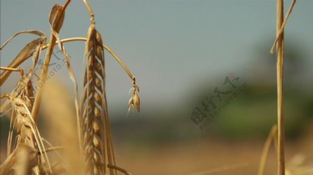 小麦秸秆结合机架焦点股票视频视频免费下载