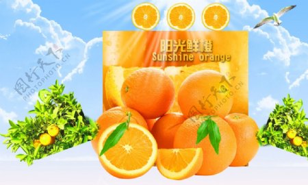 阳光鲜橙海报