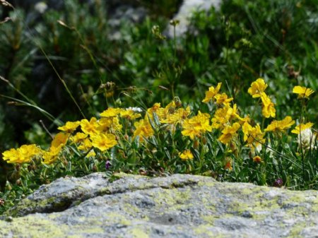 岩石上的黄色花朵