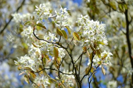 树枝上的白色花朵